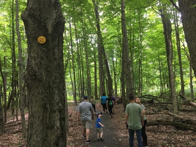 people hiking in the woods amongst tall trees