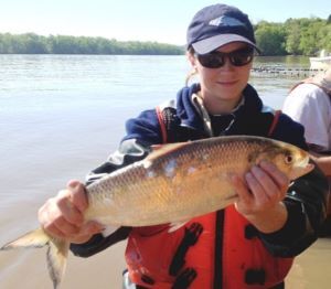 A DEC biologist stands in the Hudson holding an American shad.