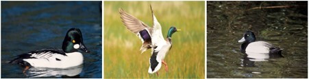 three images of three different ducks