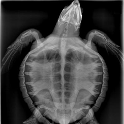 Turtle Xray