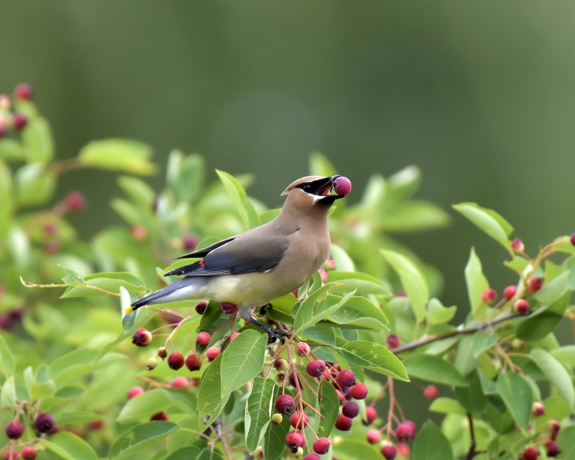 A cedar waxwing bird sits on a branch with green leaves and red berries. It is holding a small red berry in its beak.