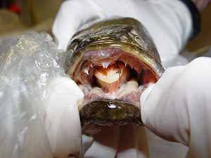 Northern snakehead mouth with sharp teeth.