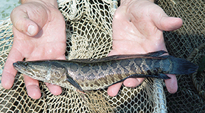 Angler holding a northern snakehead, showing its side profile.