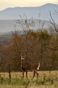Photo of Deer Courtesy of John Lehmann