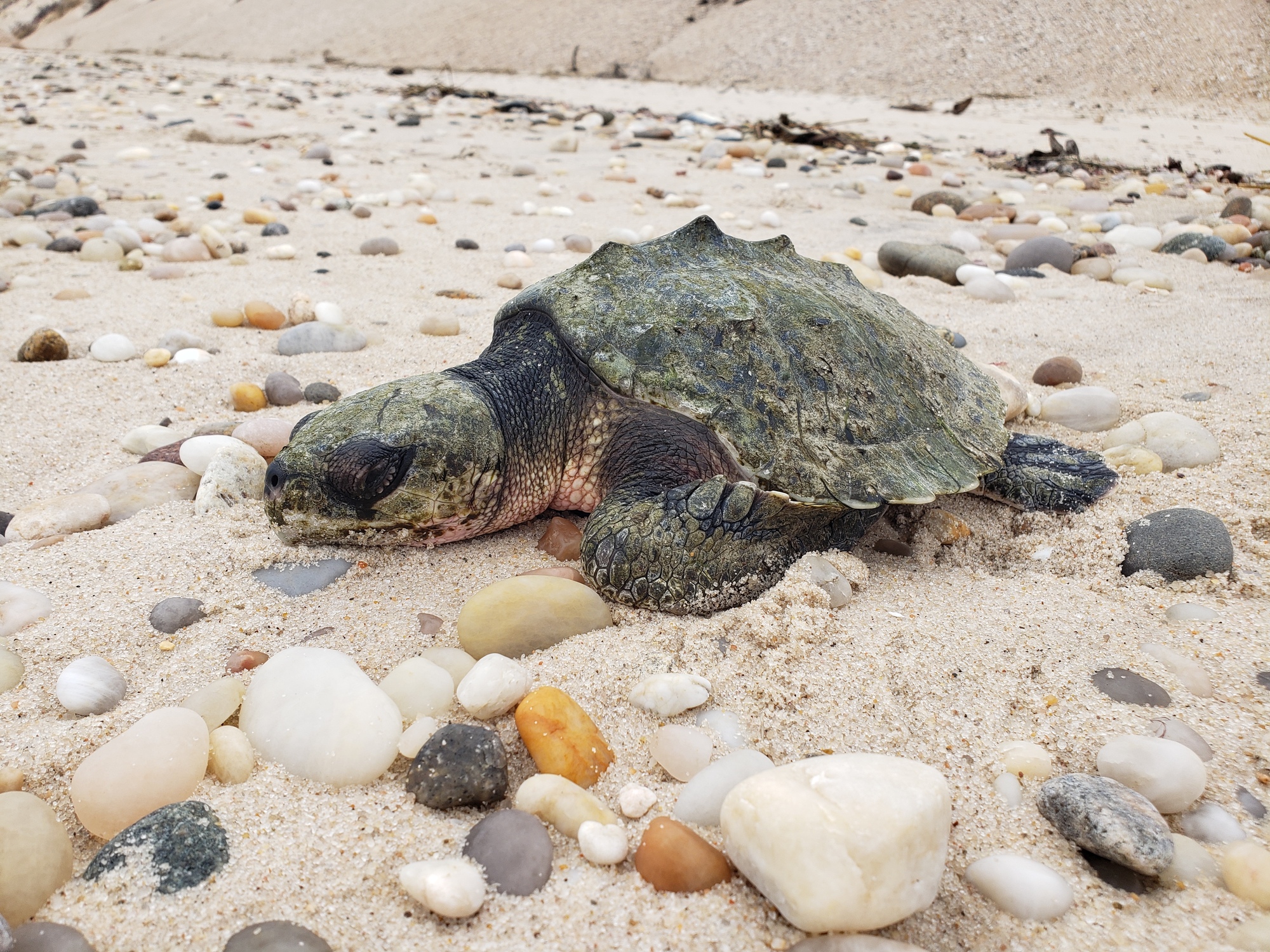 Kemp's Ridley Sea Turtle Washed up Cold Stunned On Long Island Beach
