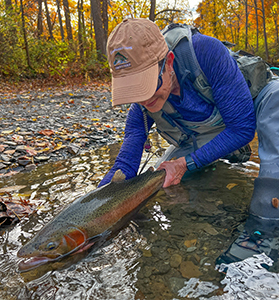 Angler releases a steelhead into a creek.