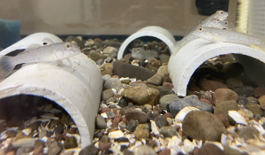 round goby in experimental tanks