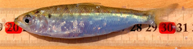 juvenile shad measured against a ruler
