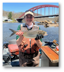 A fisheries biologist holds a shad