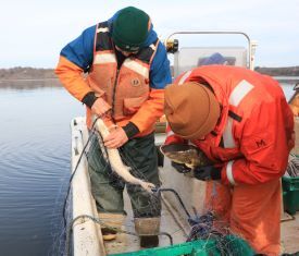 2 fisheries biologists on a boat with shortnose sturgeon