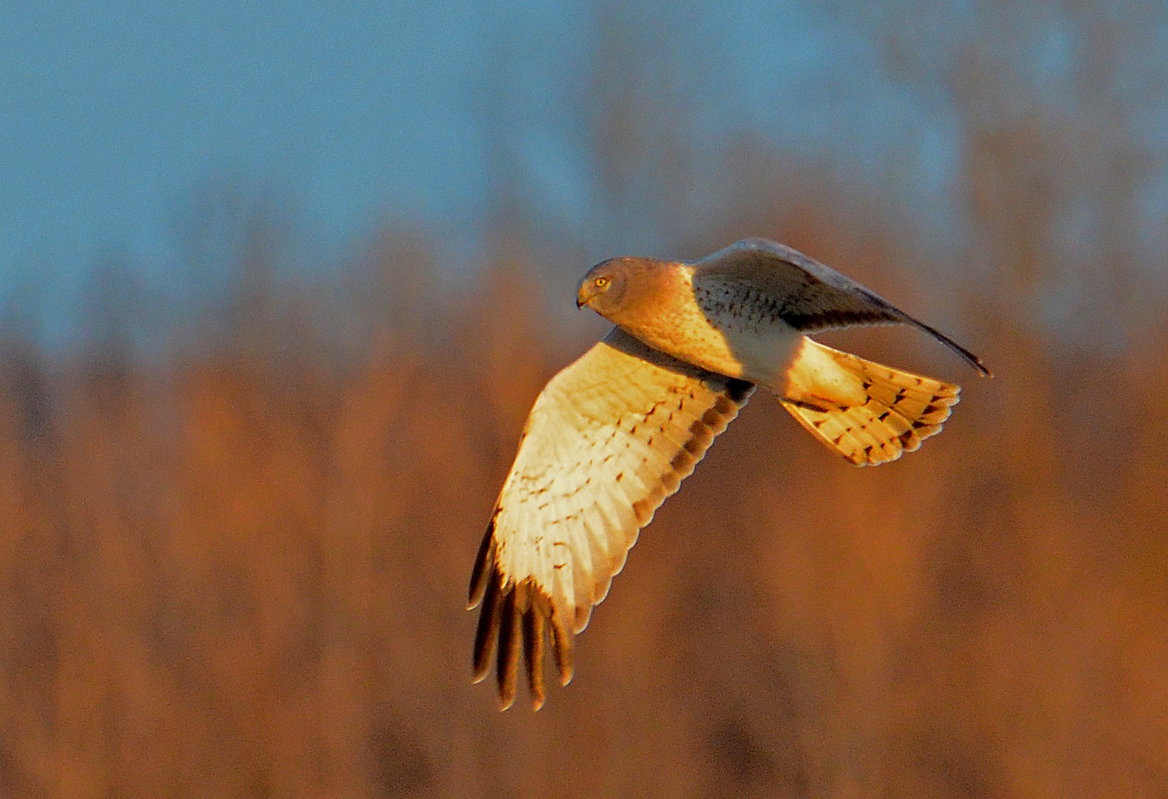 Northern Harrier (photo by Scott Stoner)