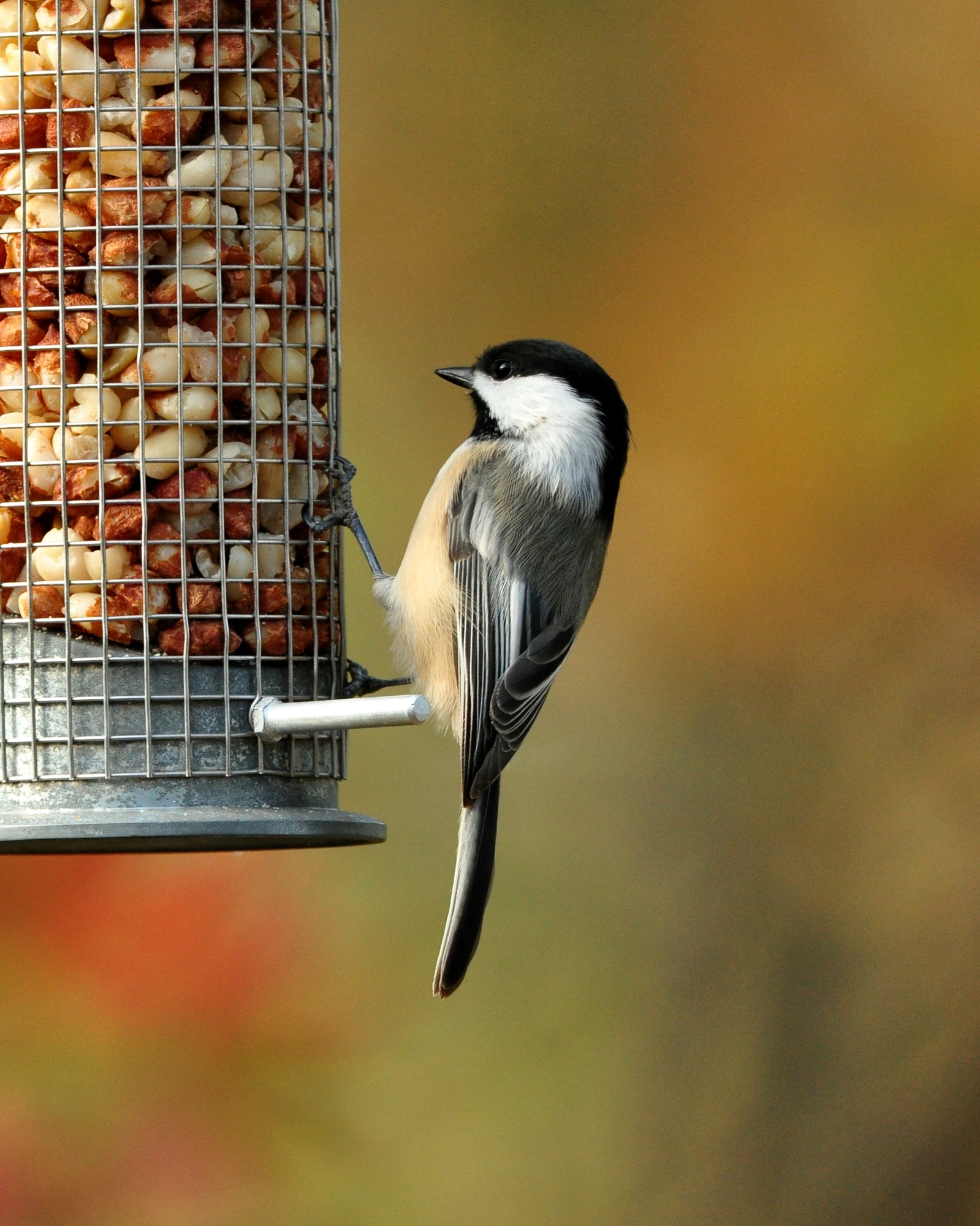 Black-capped Chickadee (photo by Scott Stoner)