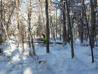 A person in a high-visibility yellow jacket stands in a snowy forest.