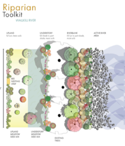 drawing of pollinator plants suitable for waterside plantings.
