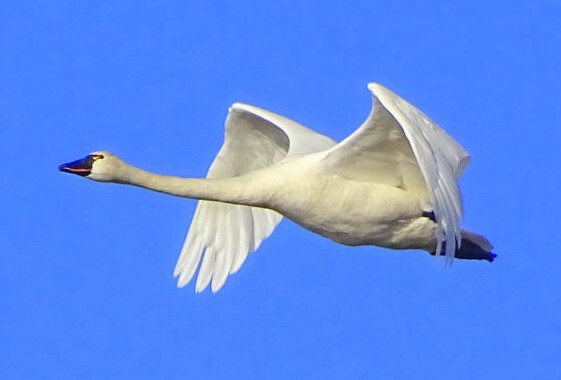 Tundra Swan in flight 