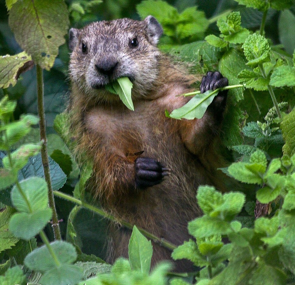 Woodchuck chewing on leaves
