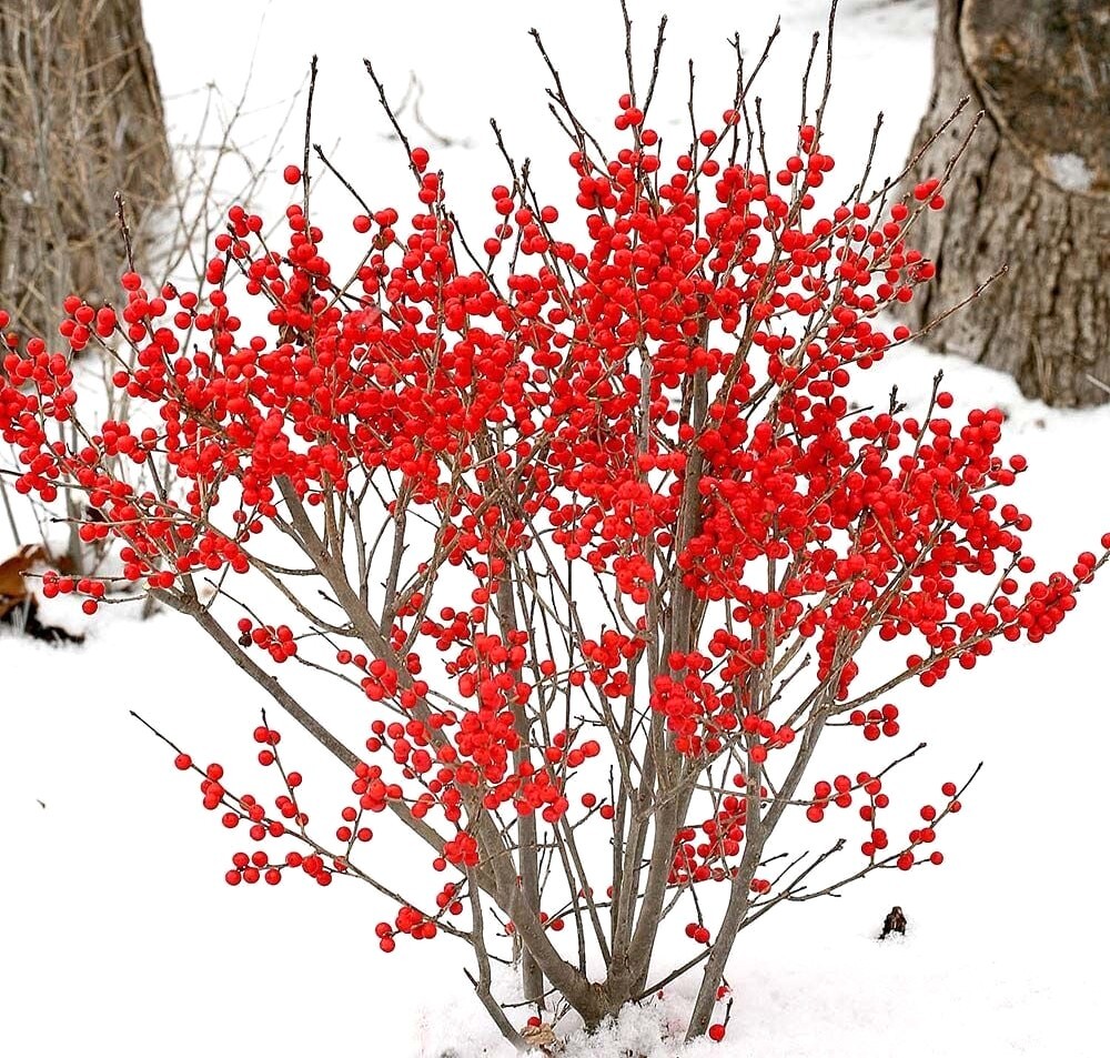 Common Winterberry - bright red berries on branches and snow on the ground
