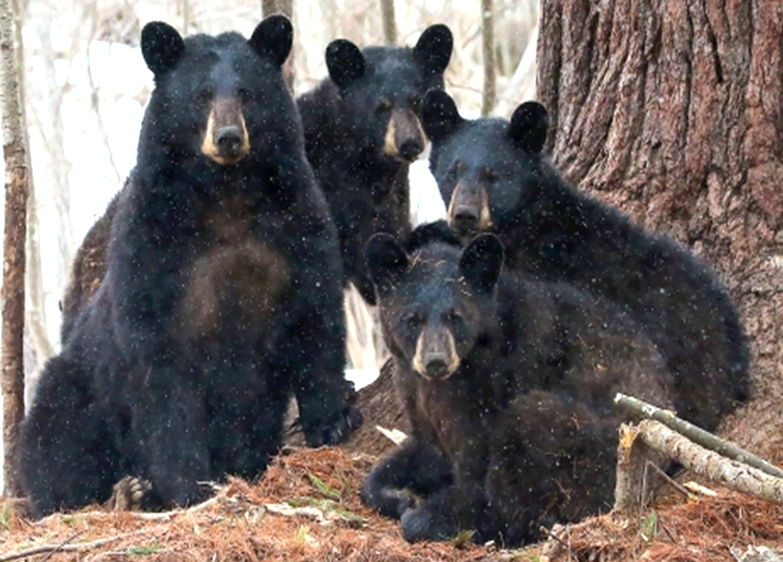 Four Black Bears sitting near a tree and looking towards the camera