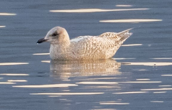 gull floating on waterbody