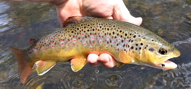 someone holding a brown trout out of water