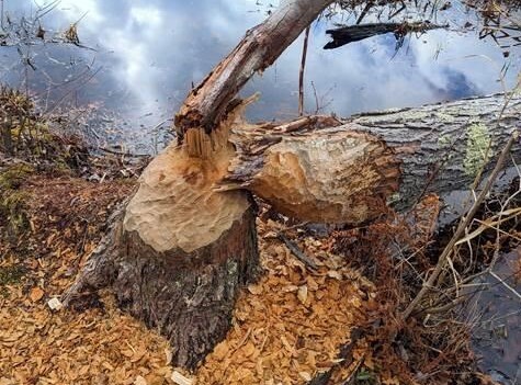 tree cut down by beaver activity