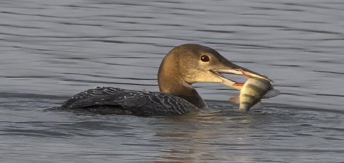 Common loon with a fish in its beak