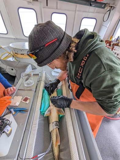DEC staff on a boat, tagging a lake trout while it lays on a mesh stretcher designed to hold fish.