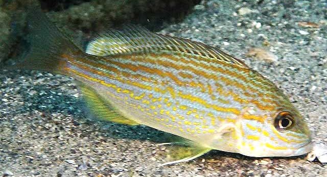pigfish - fish with shiny yellow horizonal lines across its body