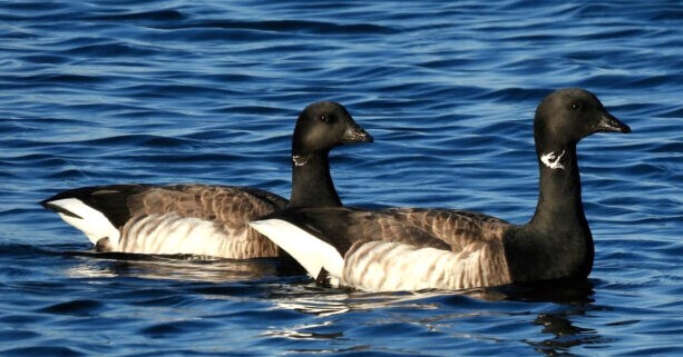Brant on water