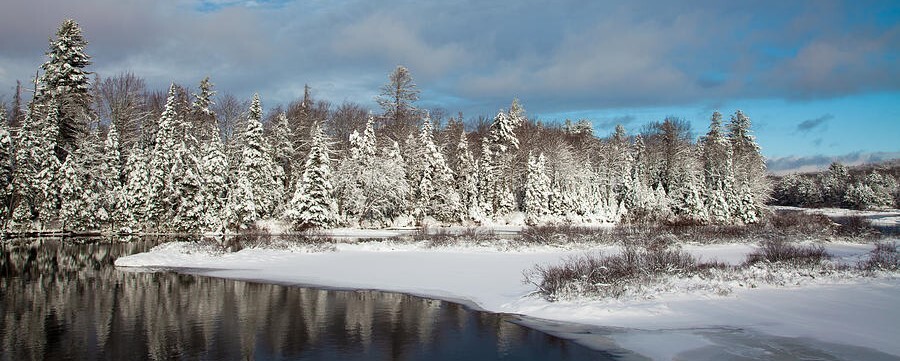 Trees along water that are covered in snow 