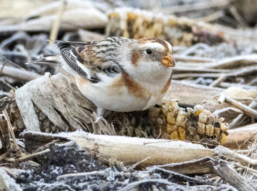 a snow bunting bird 