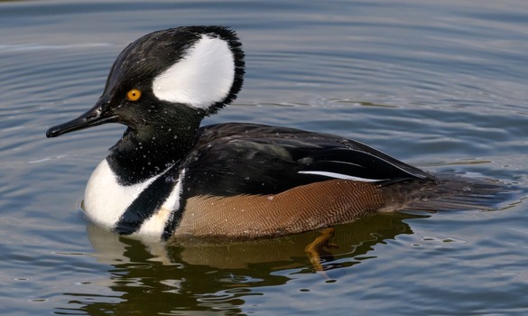 Hooded merganser floating atop the water