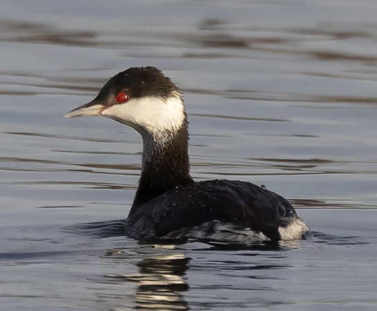 Horned grebe floating on waters surface