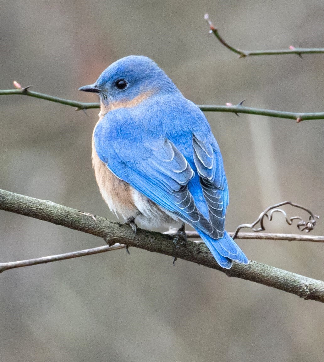 Eastern Bluebird perched on a tree branch
