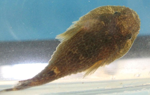 skilletfish 