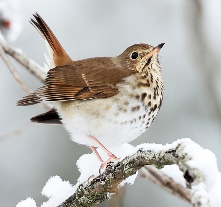 Hermit Thrush perched on a snowy branch