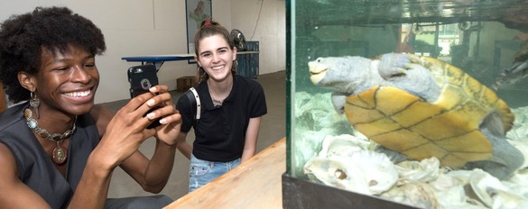 Two people enjoying looking at the turtle in a research tank. One is taking a photo of the turtle