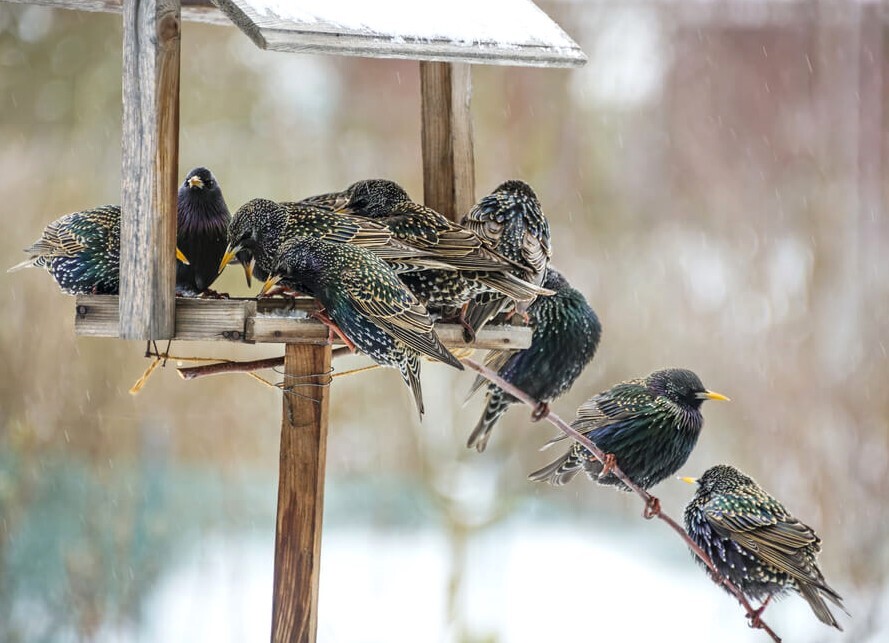 Many European Starlings at a feeder