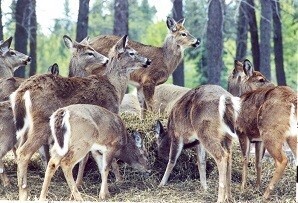 group of deer eating