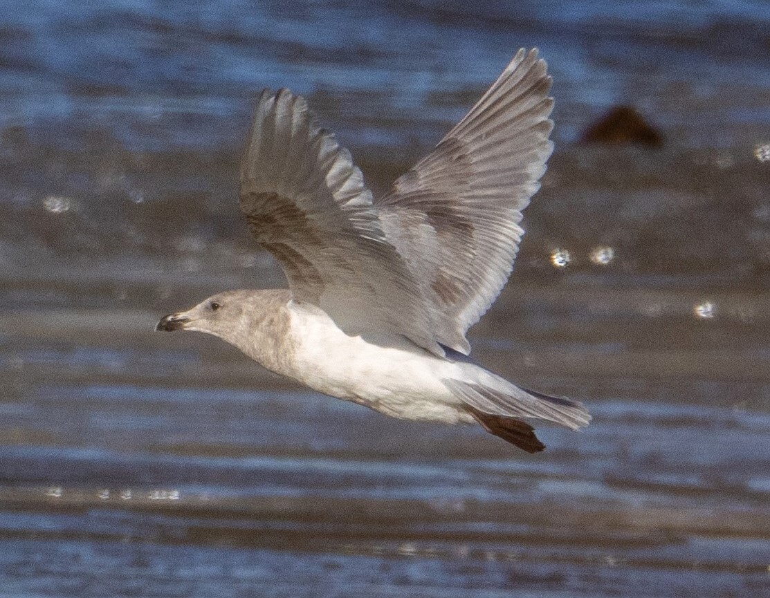 Glaucous-winged gull