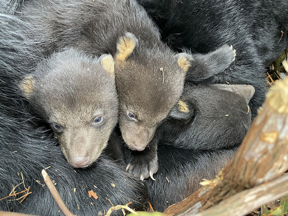 3 bear cubs with sharp claws born in January 2023 that were approximately 7 to 8 weeks old when the photo was taken