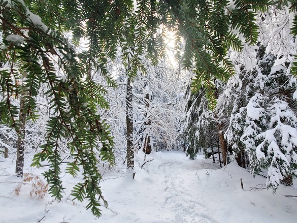 snow-covered trail and trees with the sun peeking through a tree