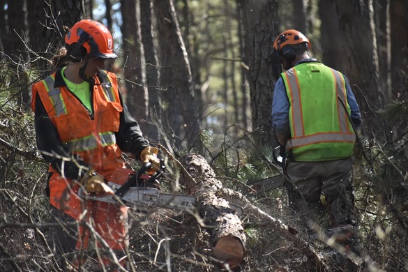 two forest health staff members using tools to thin trees 
