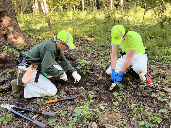 two forest health staff members using manual tools to get to the roots of the kudzu plant