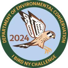 The 2024 I Bird NY Patch featuring the American Kestrel
