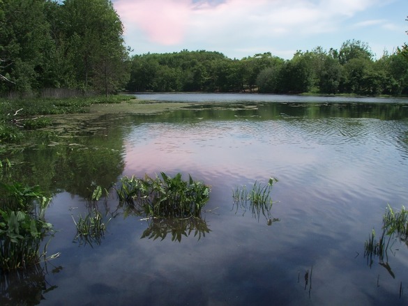 Wolfe's Pond during sunset with vegetation emerging out of the water.