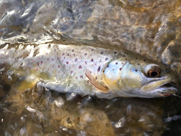 Brown trout on a nymph lure in a stream.