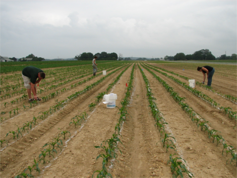 Technicians fertilize sweet corn in a controlled release nitrogen on-farm evaluation. 