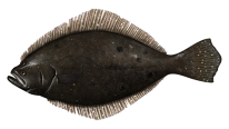 Summer Flounder