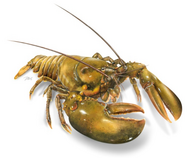 Lobster